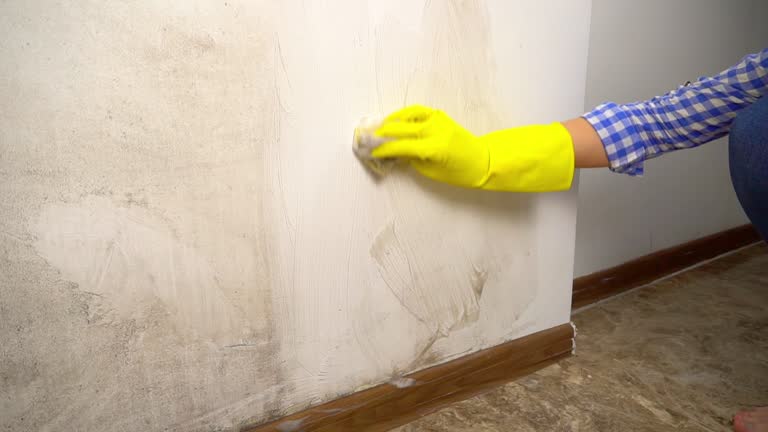 Laguna Park, TX Mold Removal Company